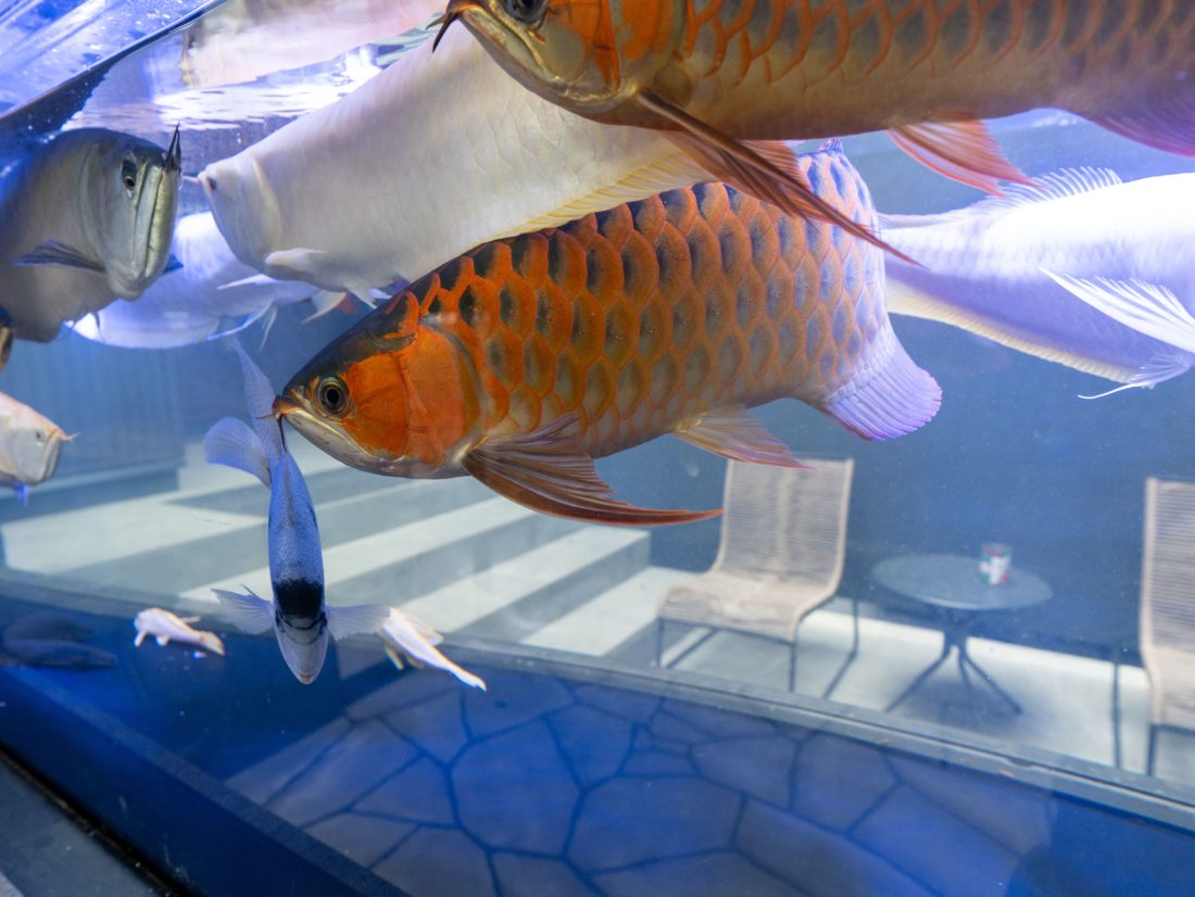 大人の秘密基地ガレージの秘密 イメージ2